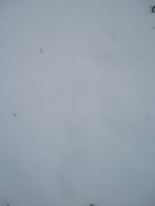 there are carrots under that snow. somewhere.