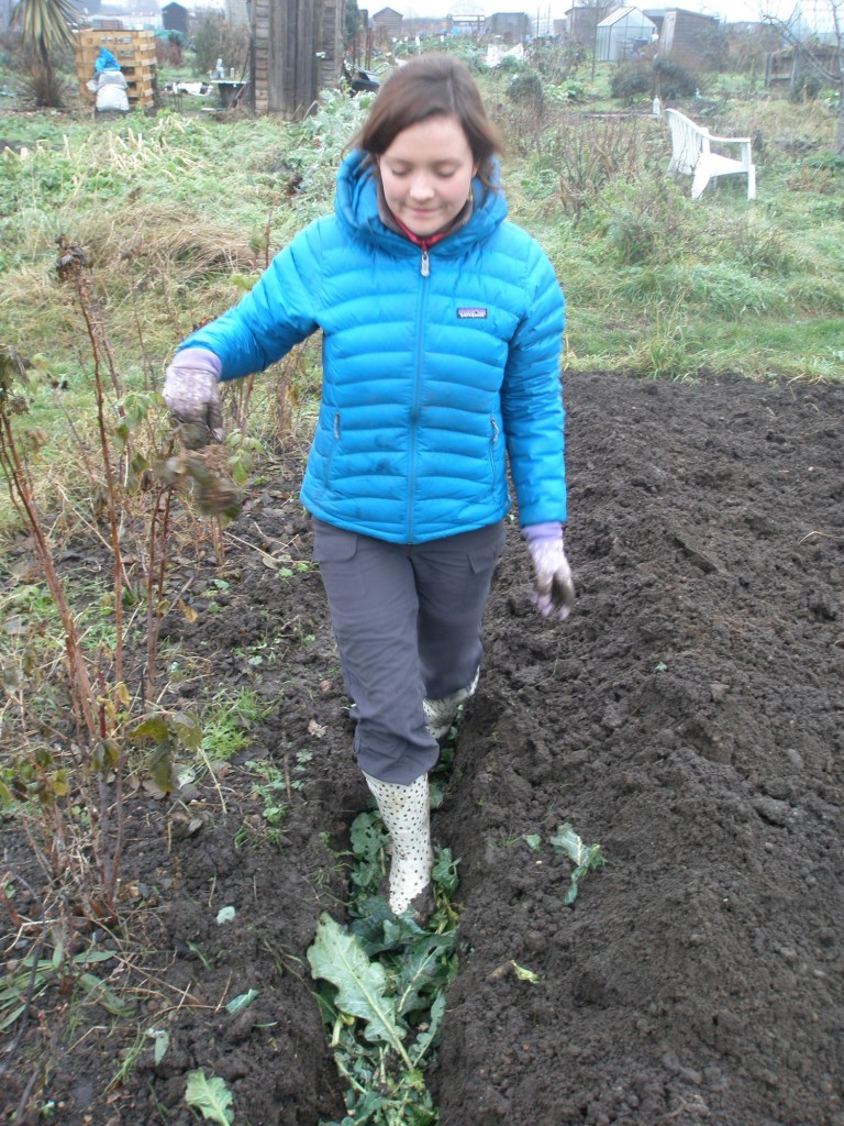 trampling kitchen scraps in to a runner bean trench.