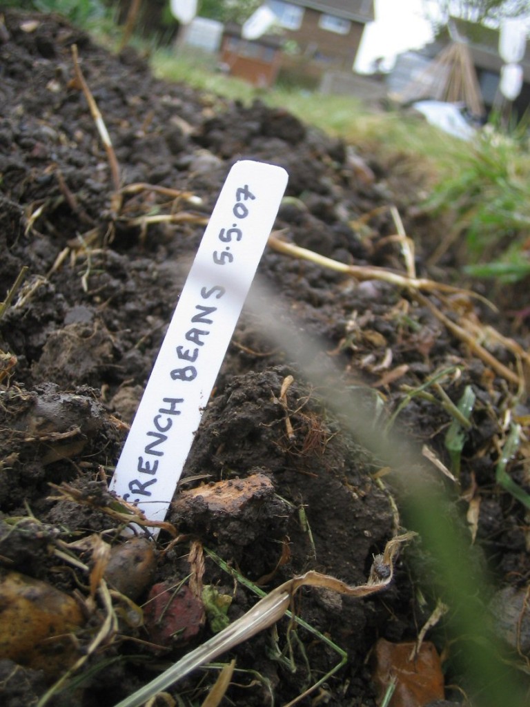 8 ways to get free seeds