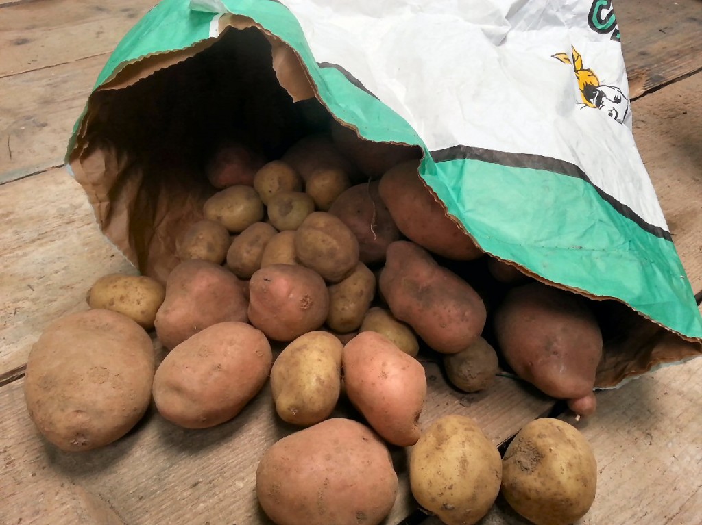 7 Tips for Storing Potatoes on the Allotment Real Men Sow