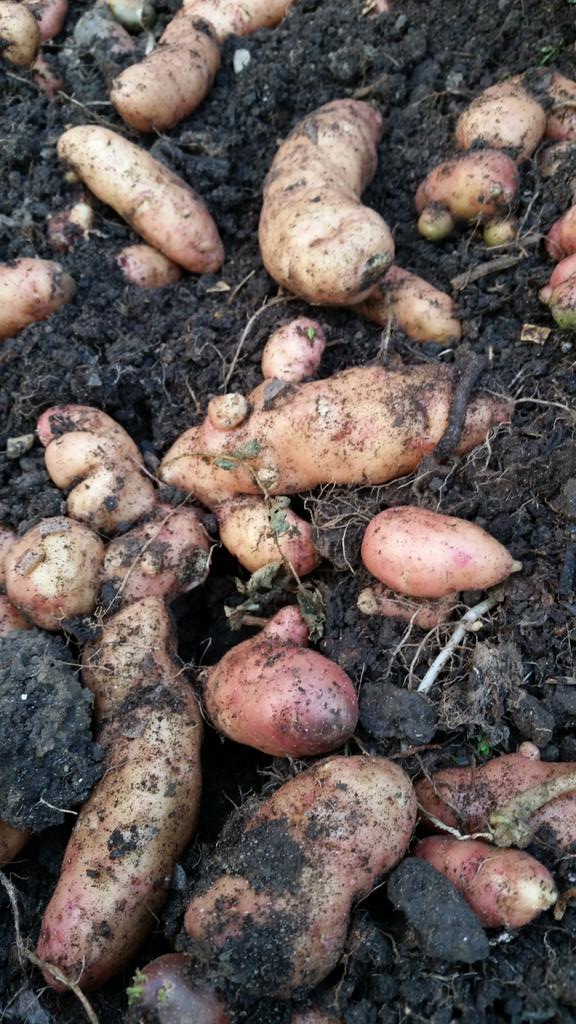 Six Great Reasons to Grow Potatoes Real Men Sow