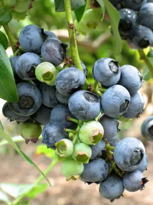 Which Blueberry Bushes to Buy