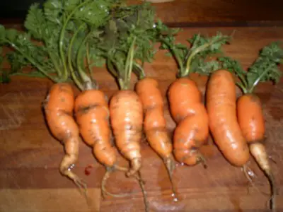container grown carrots