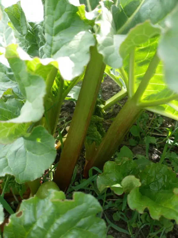 rhubarb recipies