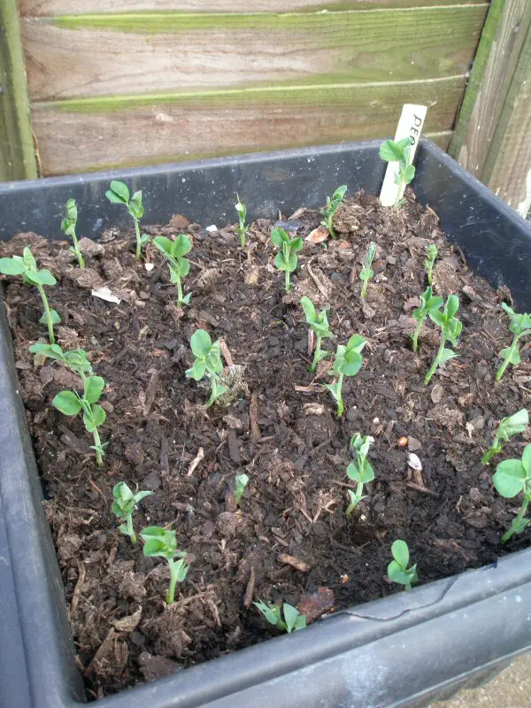 peas in containers