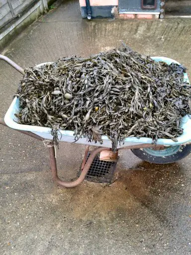 seaweed as manure