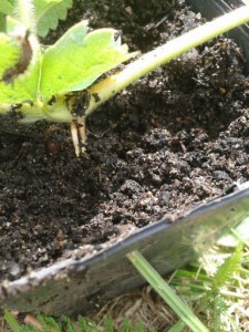 preparing a strawberry bed