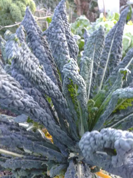 Cavolo Nero