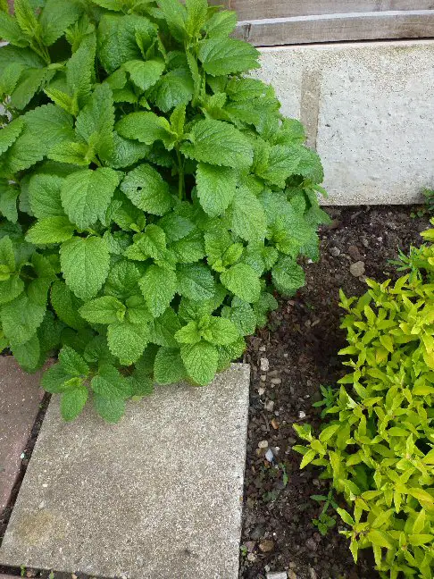 what can I use lemon balm for