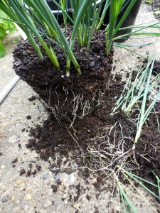 how to plant leeks