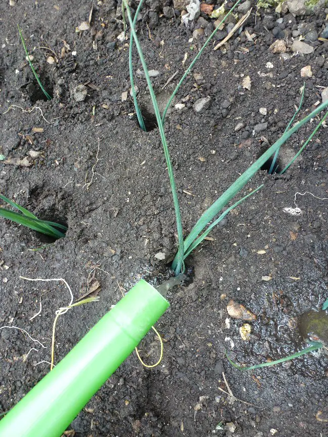 planting leeks