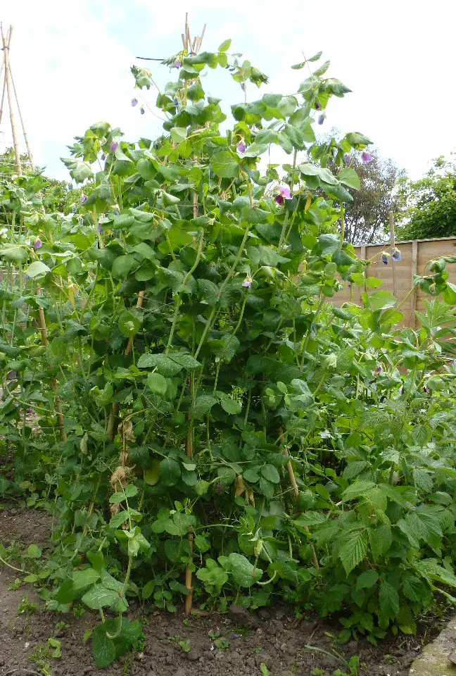 peas up a wigwam