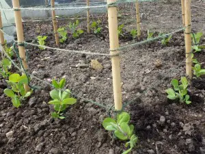 planting peas on a wigwam
