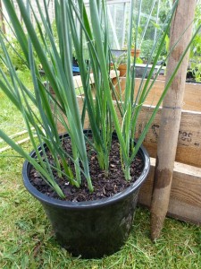 how to plant leeks out
