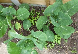 intercropping sprouts