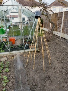 growing peas up a wigwam