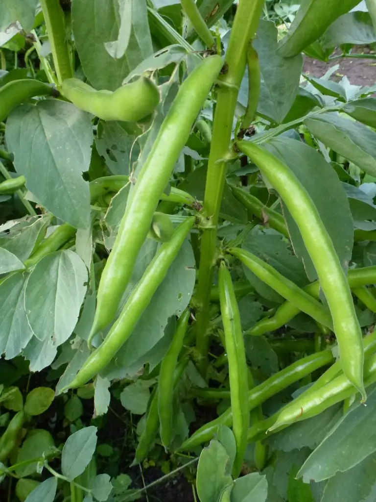 are broad beans worth growing