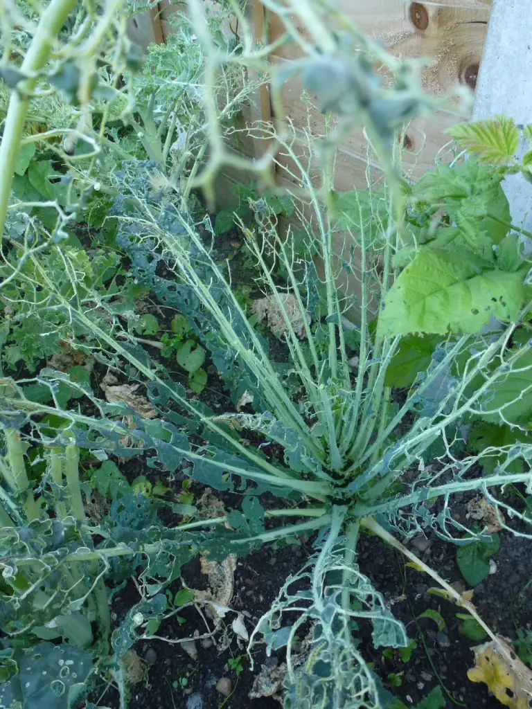 gardening cabbage
