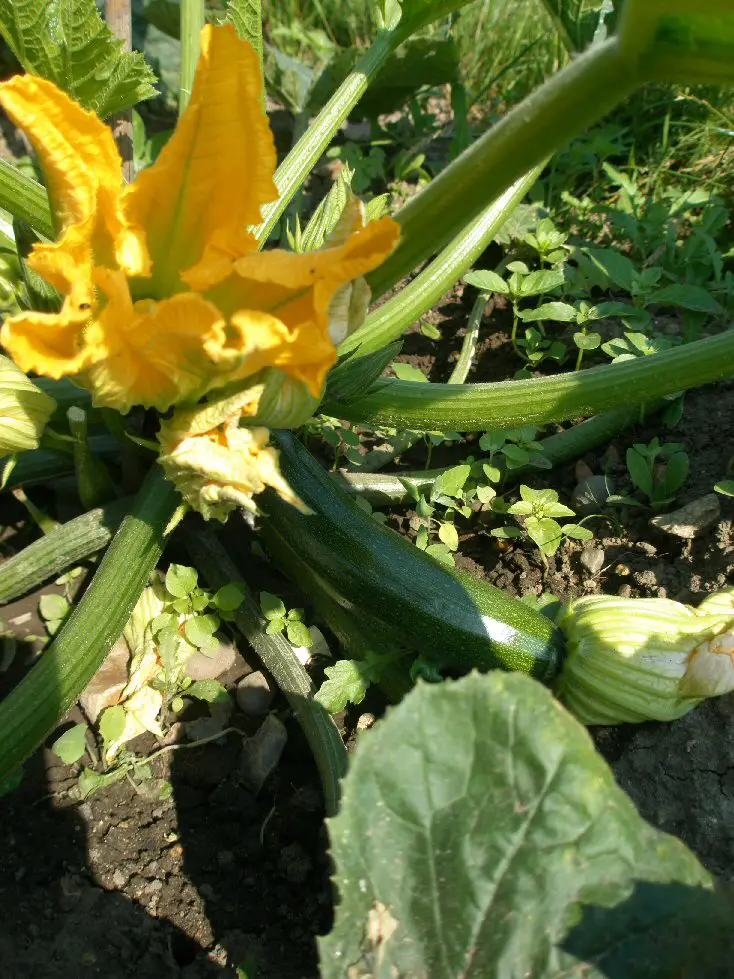 growing courgettes