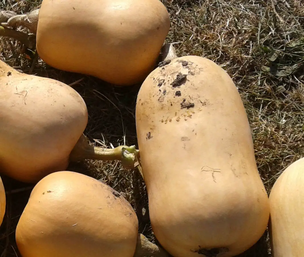 when are butternut squashes ready to harvest