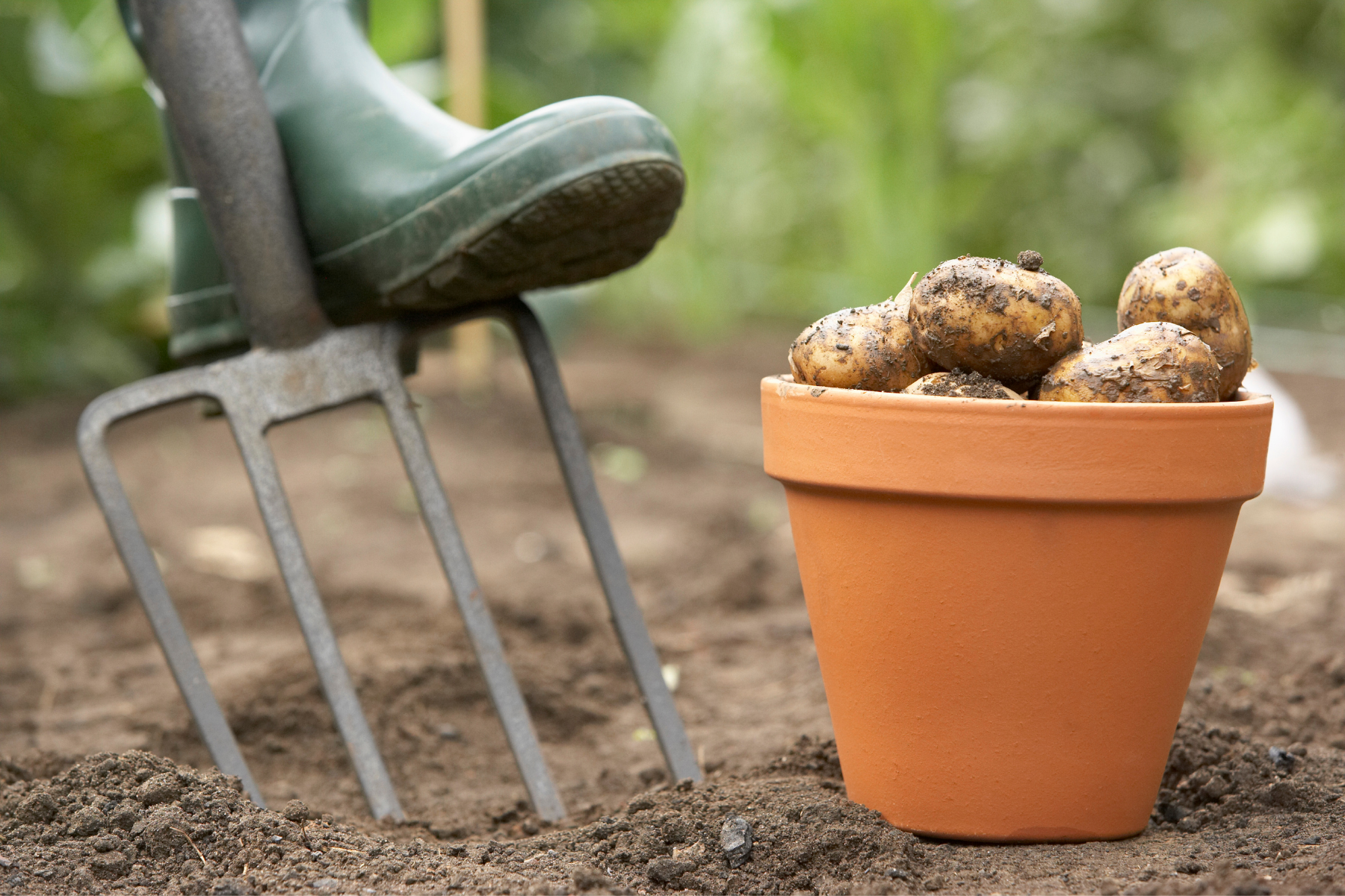 dig up potatoes