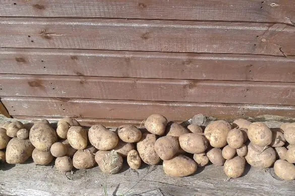 when are maincrop potatoes ready to harvest