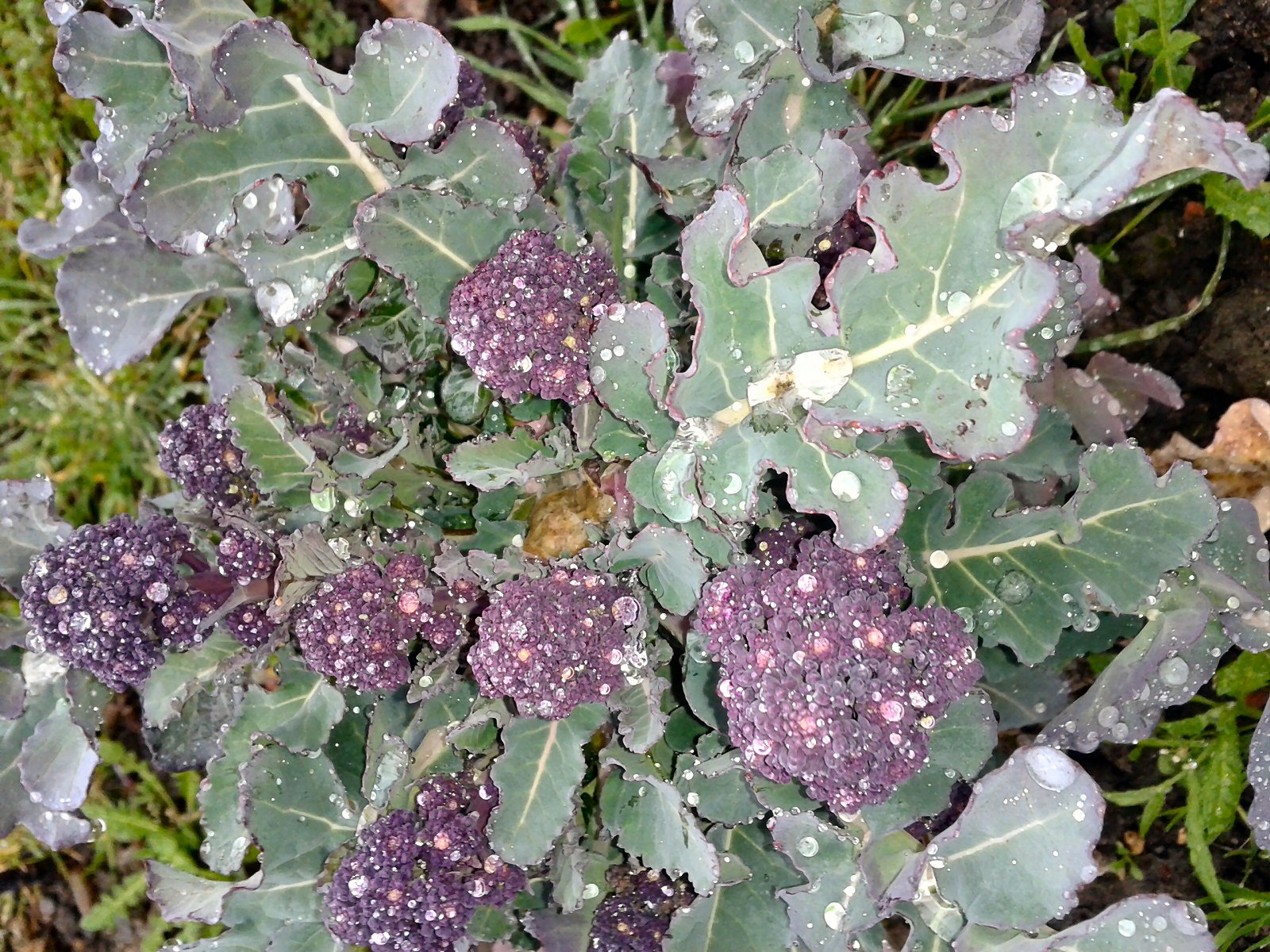 growing purple sprouting broccoli
