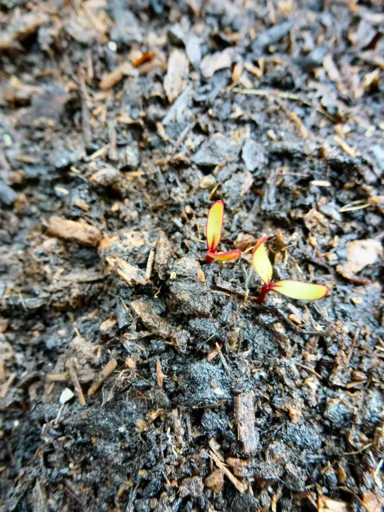 germinate beetroot seed