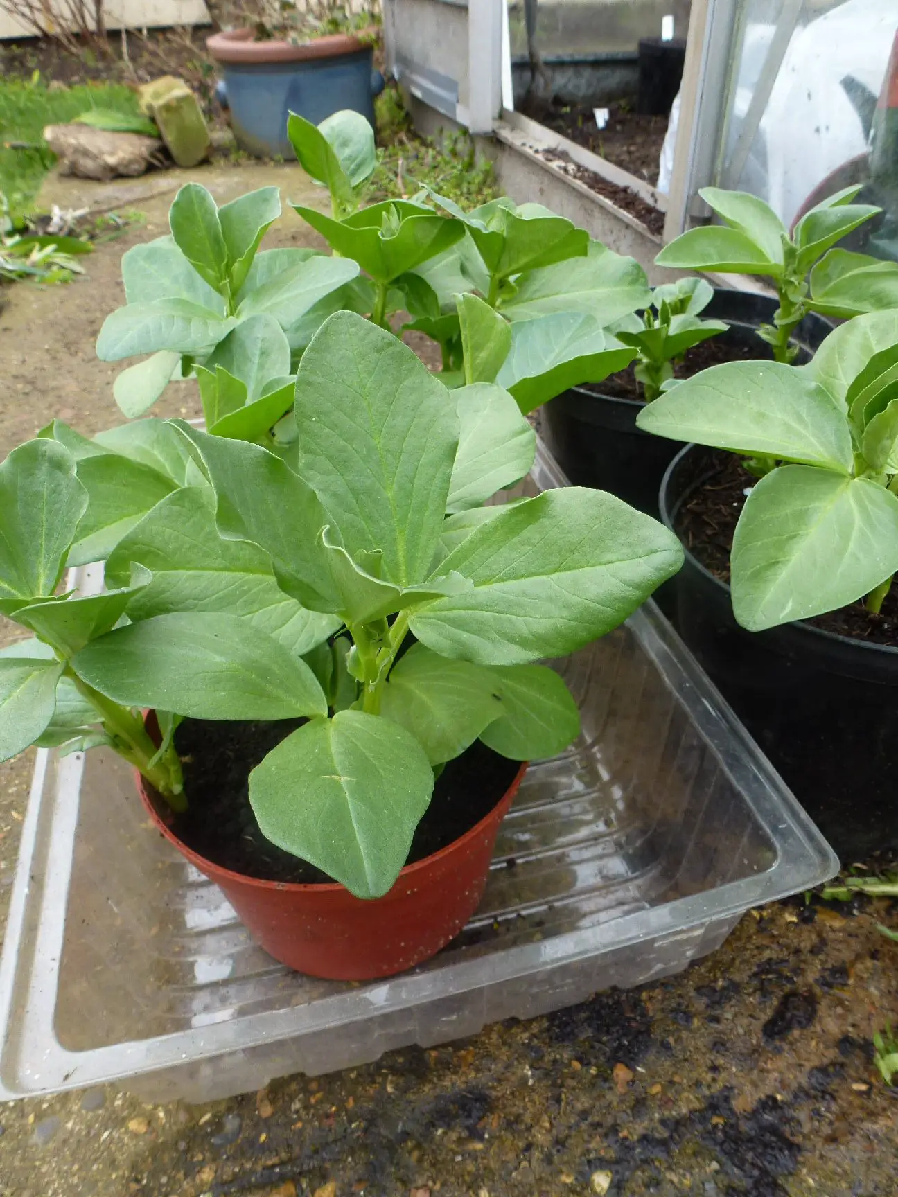grown broad bean plants