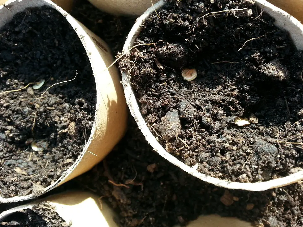 tips for successful parsnip germination