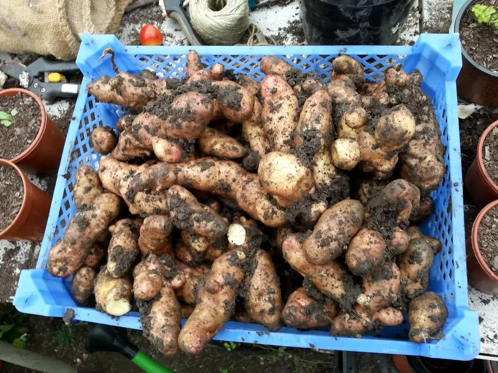 what potatoes to grow