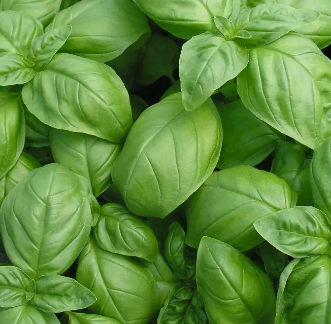 how to grow your own basil on the allotment