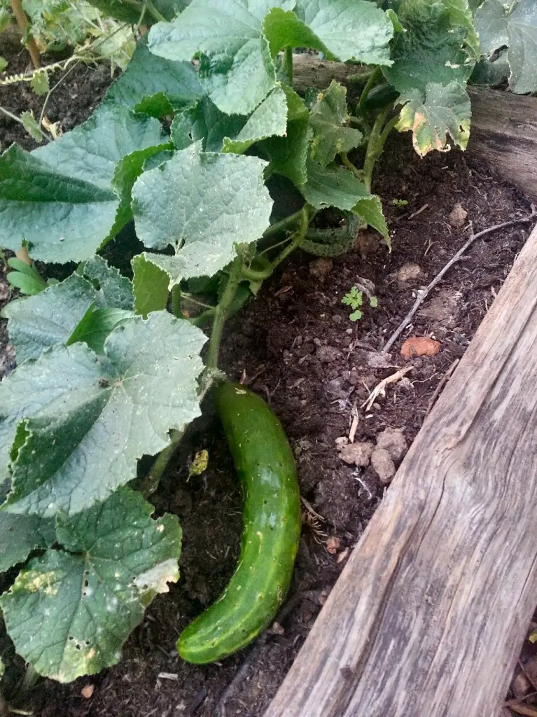 growing outdoor cucumbers on the allotment