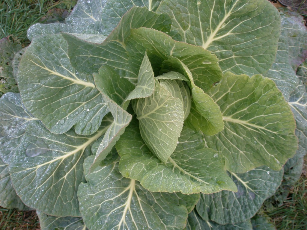 What To Plant In July? 6 Vegetable Seeds That Grow Easily Real Men Sow