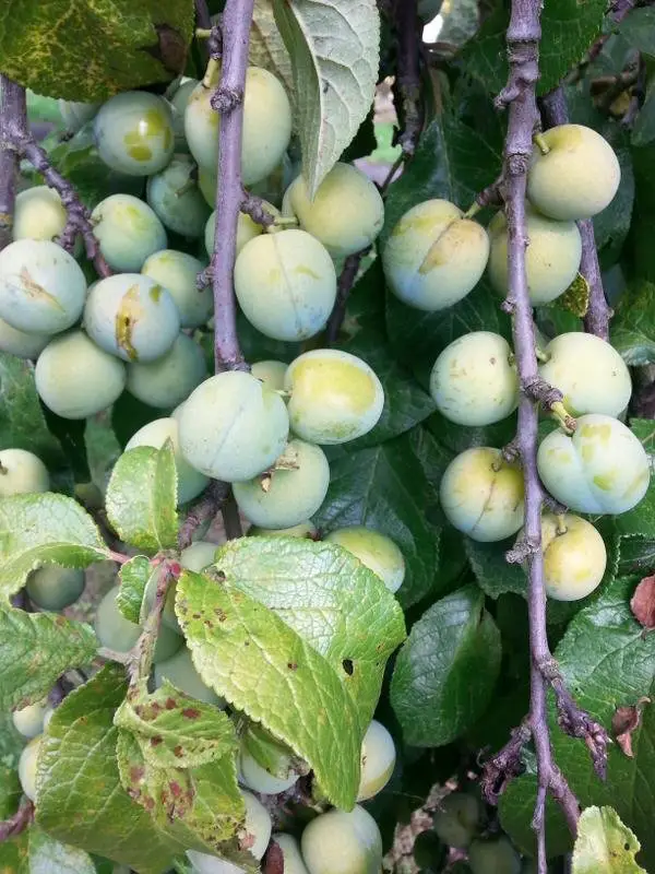 tips for stewing fruit from the allotment