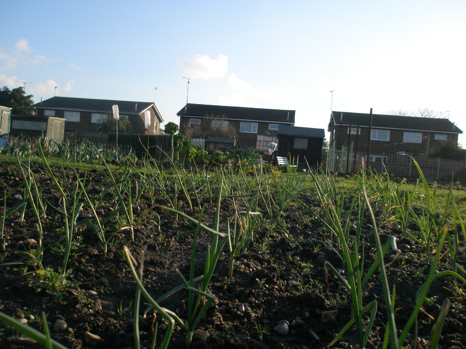 tips for planting overwintering onions