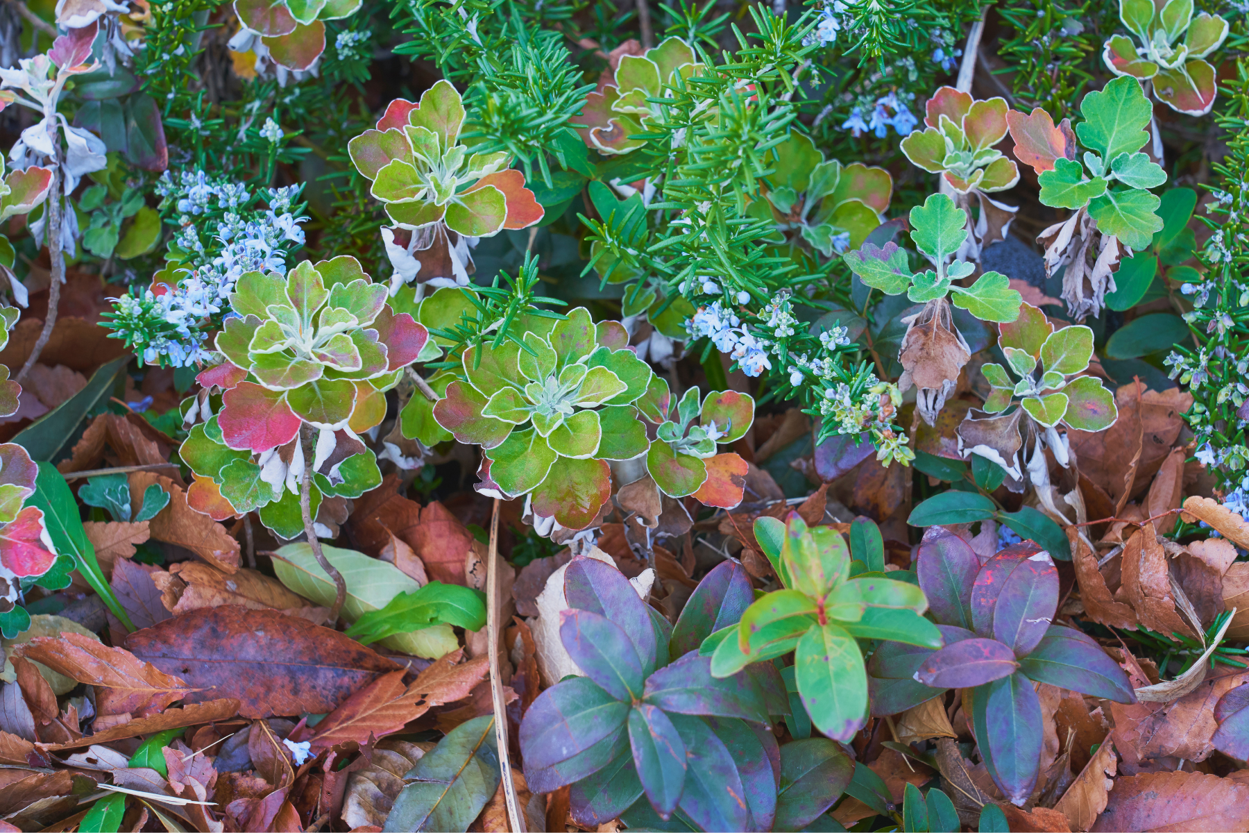 garden in february