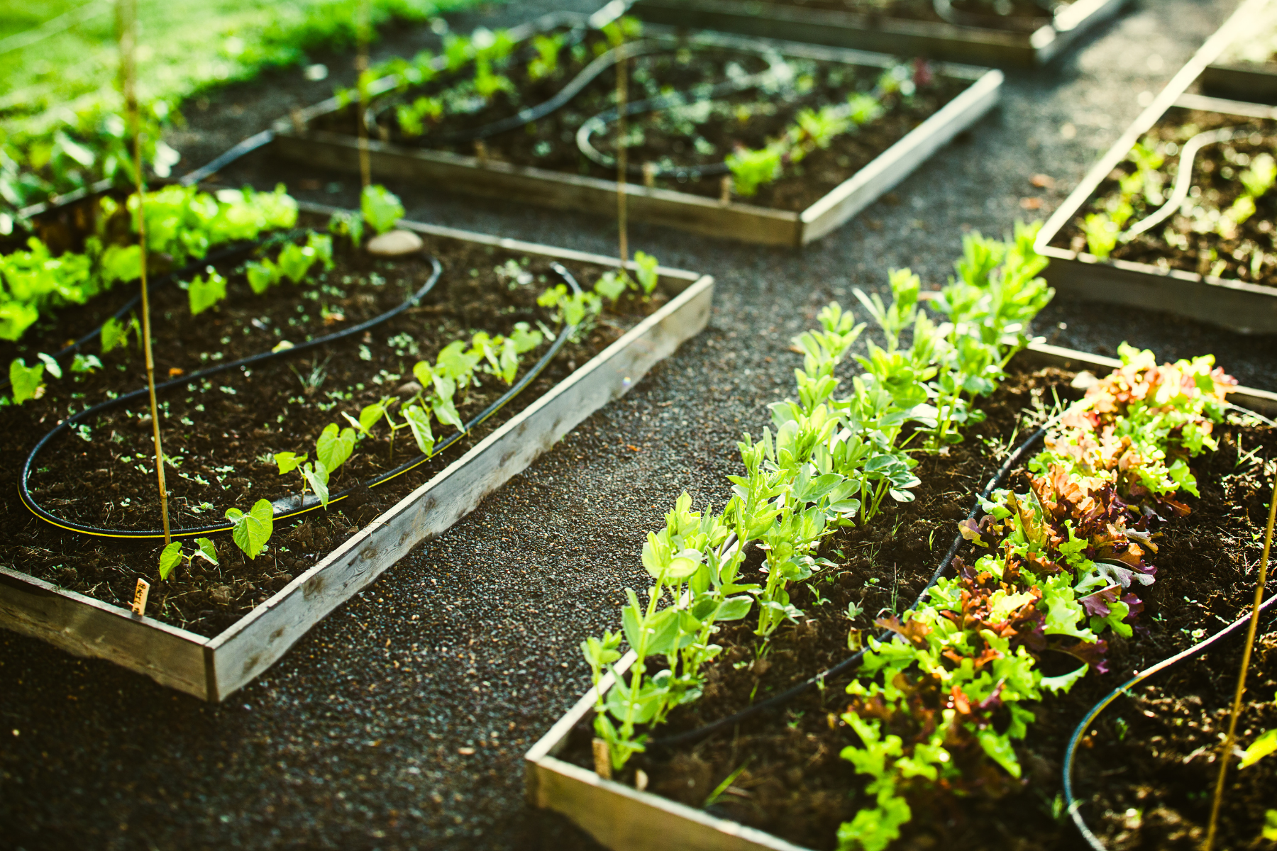 planted vegetables