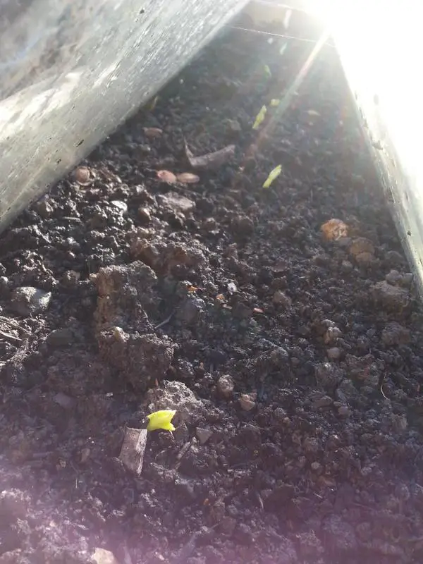 earlist veg seeds you can grow on the allotment