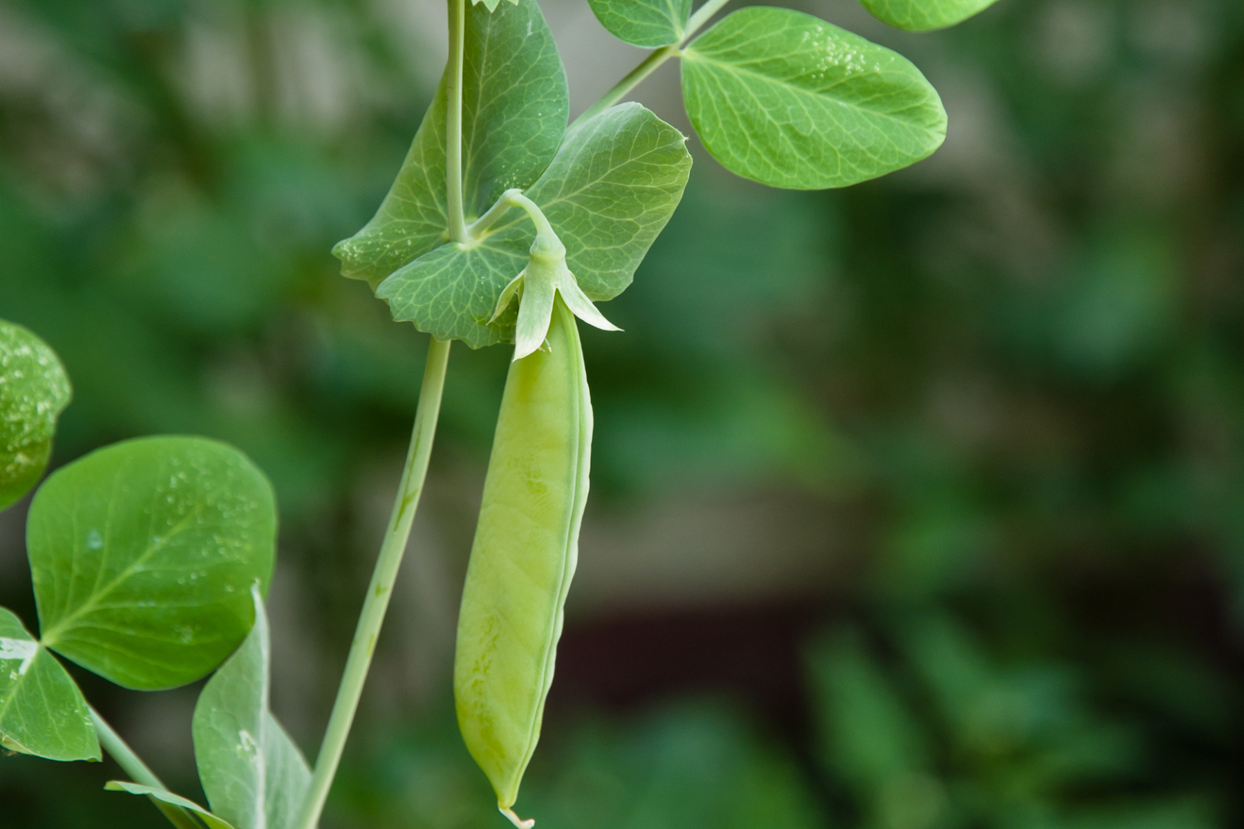 growing mangetout