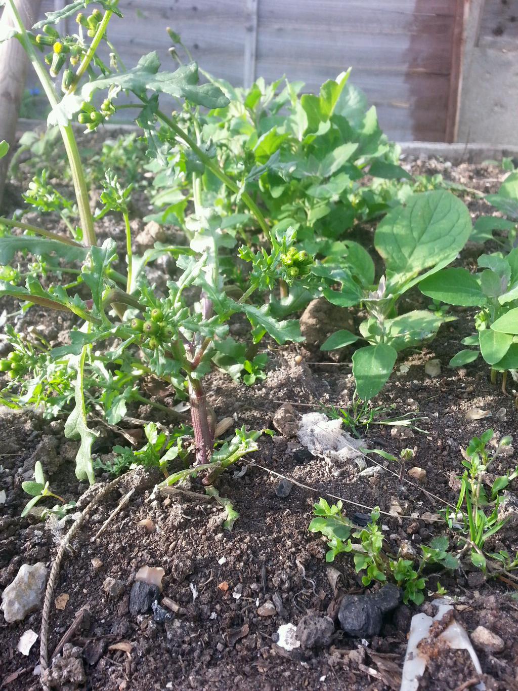 tips to make weeding easier on the allotment