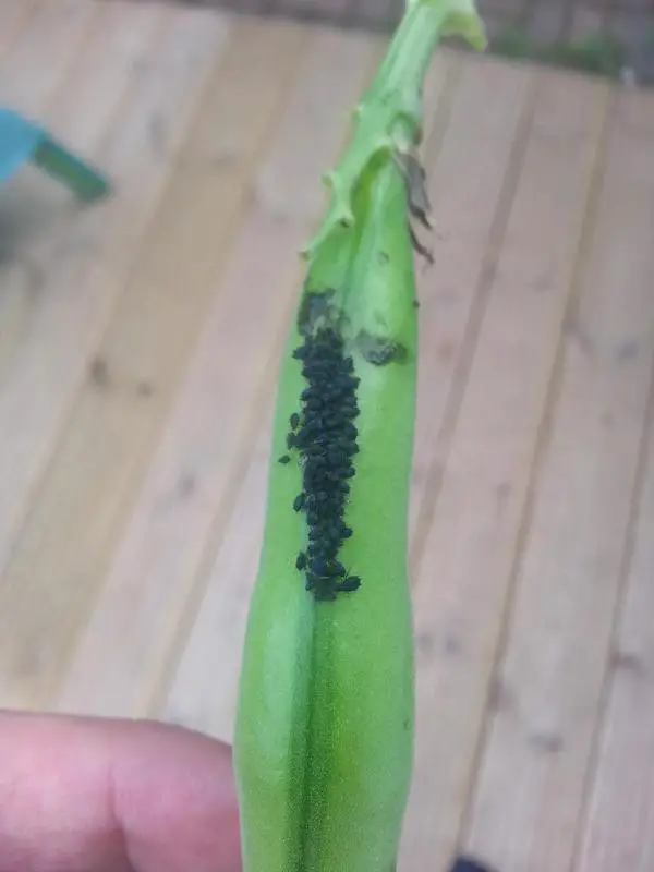 getting rid of the blackfly on my veg patch