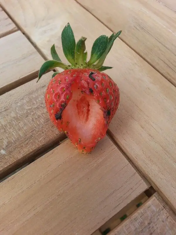 woodlice eating strawberries