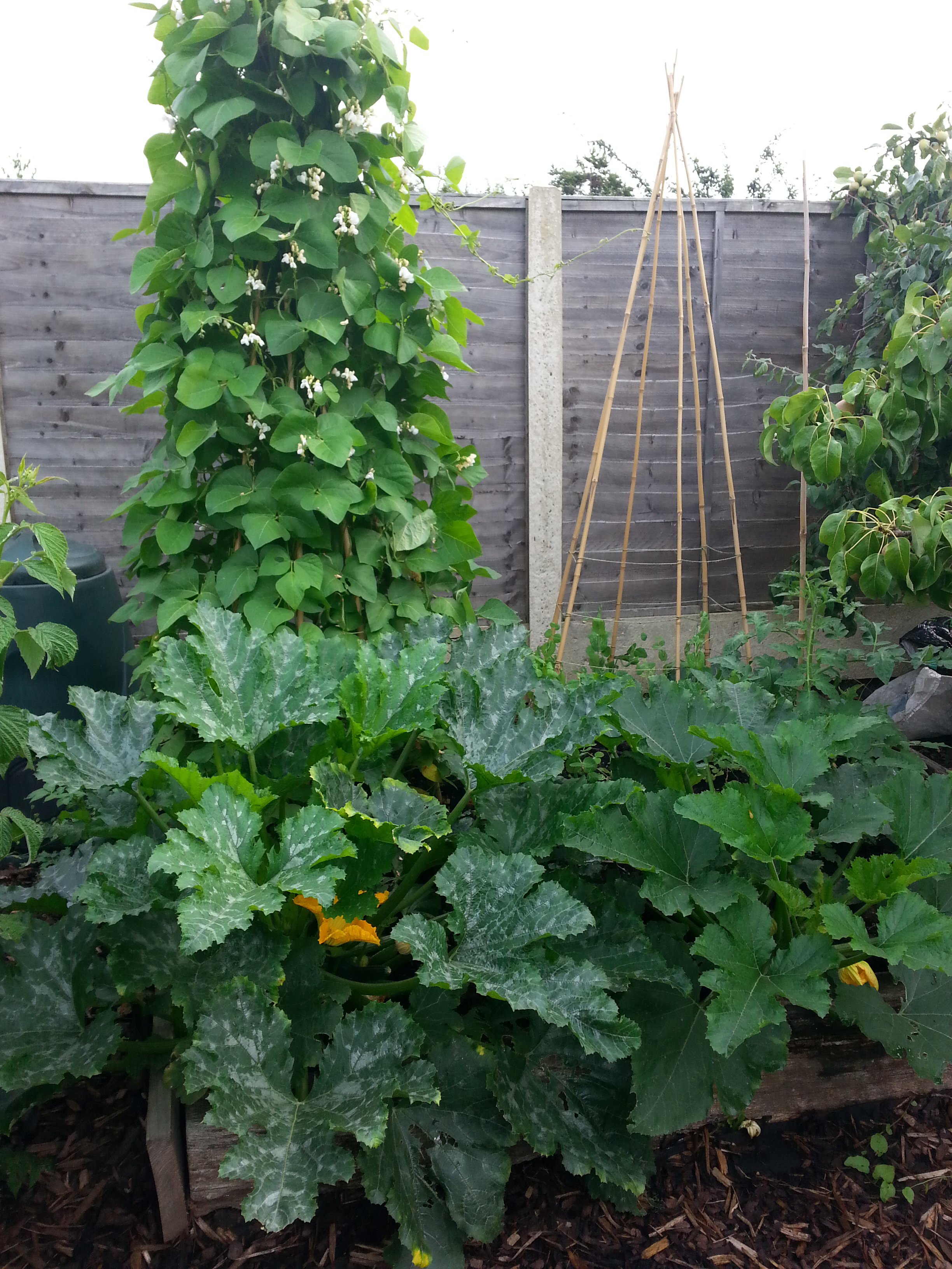 small garden with green bushes