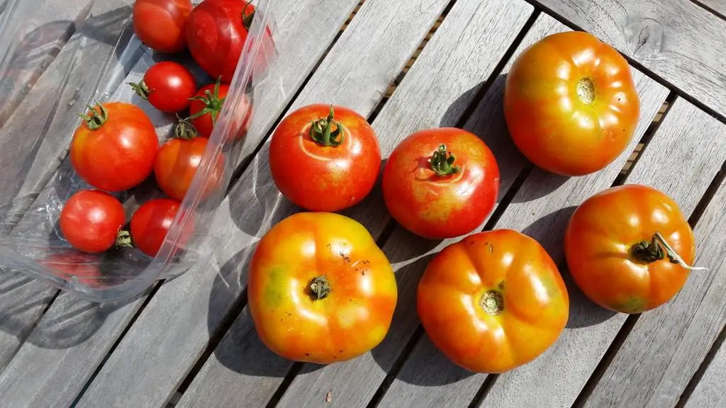 gardeners delight tomatoes on table