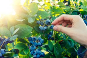 pick fruit from blueberry bush