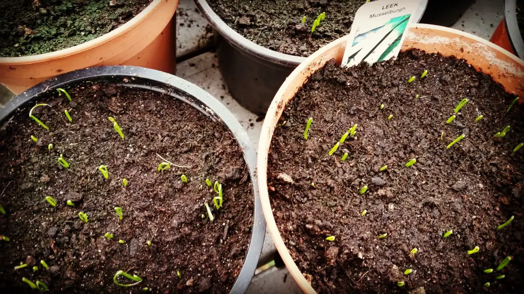 tips to help your veg seedlings grow strong