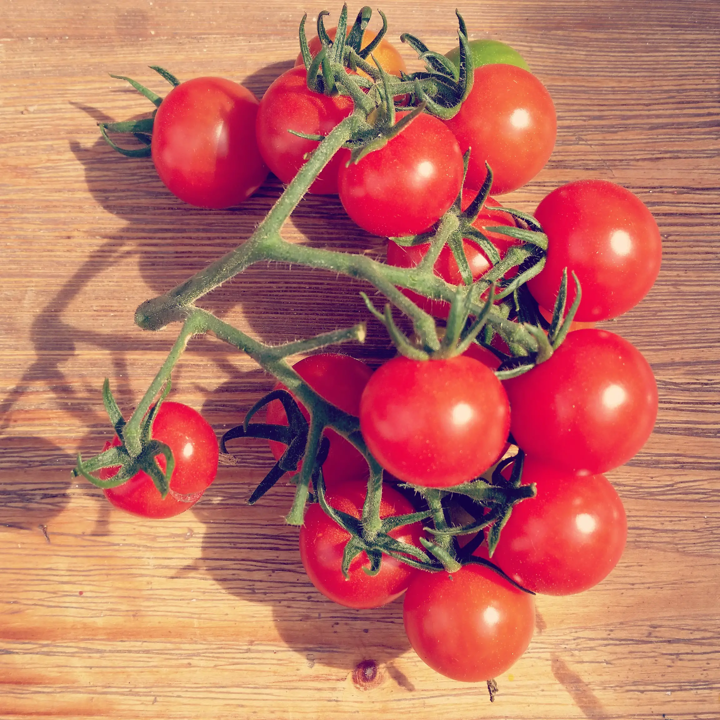 Tips for Extending Your Greenhouse Tomato Harvest