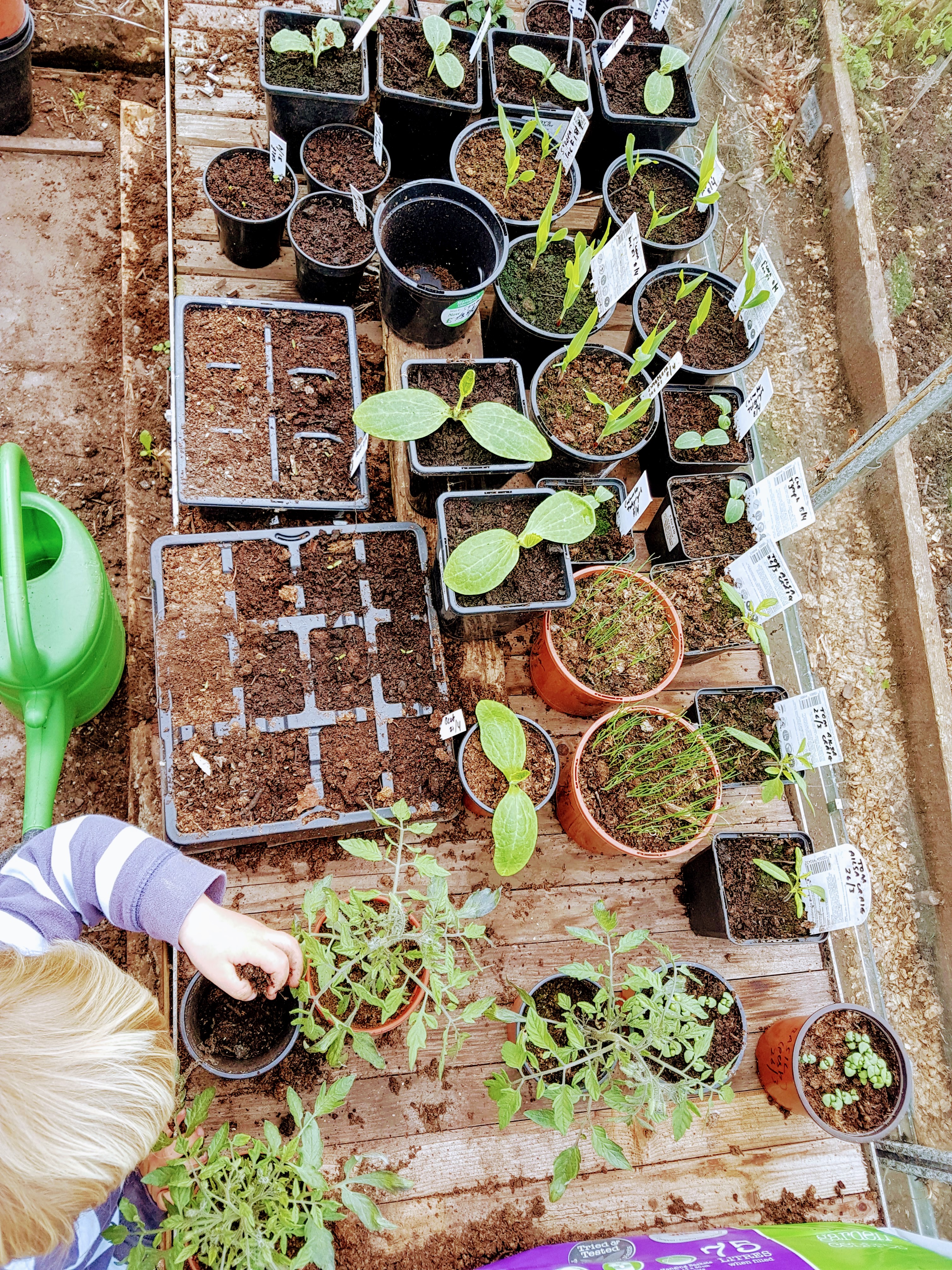 small plants in the greenhouse