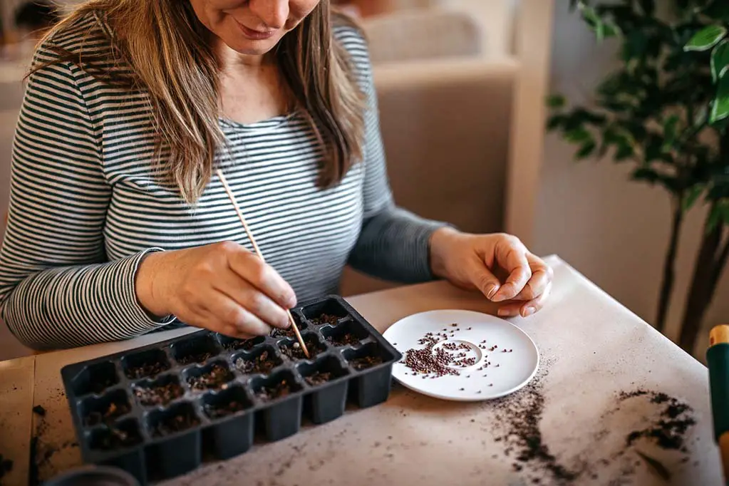 Woman-putting-seeds-in-a-tray-container-before-placing-on-a-seed-mat